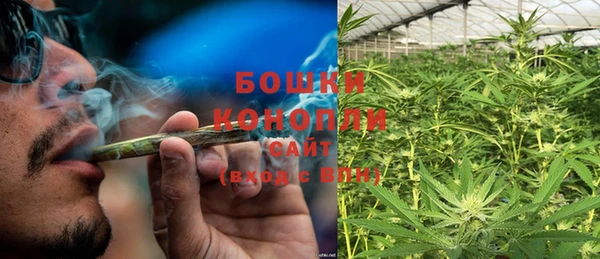 сатива Новозыбков